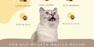 Mi gata maúlla mucho y está muy mimosa: causas