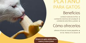 ¿Los gatos pueden comer plátano?