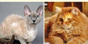 Razas de gatos alemanas