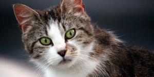 Complementos nutricionales para gatos