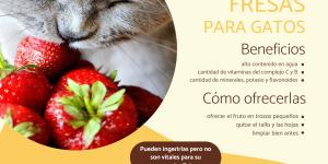 ¿Los gatos pueden comer fresas?