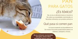 ¿Los gatos pueden comer pan?