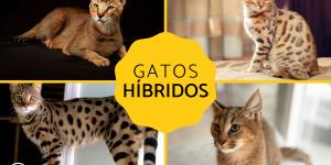 Razas de gatos híbridos