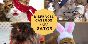 Disfraces para gatos caseros