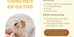 Chinches en gatos - Síntomas y cómo eliminarlas