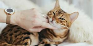 Cómo ganarse la confianza de un gato