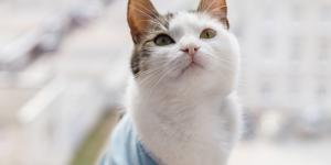 Mi gata está recién castrada y no se queda quieta, ¿qué hago?