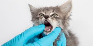 Cuándo se le caen los dientes a los gatos