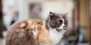 No puedo tener a mi gato, ¿dónde lo puedo dejar?