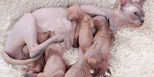 Cuándo se desteta un gato