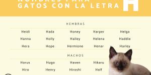 Nombres para gatos con H
