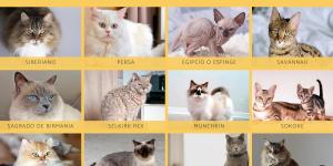Cuántas razas de gatos hay