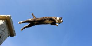 ¿Desde qué altura puede caer un gato sin lastimarse?