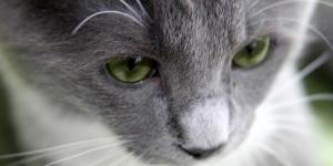 Me arrepiento de haber adoptado un gato, ¿qué hago?