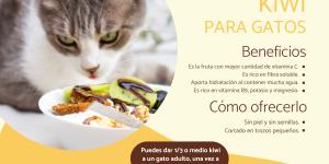 ¿Los gatos pueden comer kiwi?