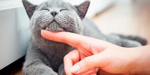 Cómo acariciar a un gato correctamente