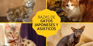 Razas de gatos japoneses y asiáticos