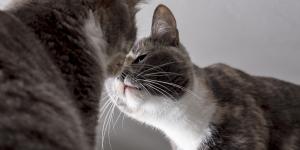 ¿Es mejor tener dos gatos machos o macho y hembra?