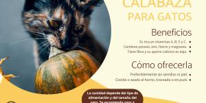 ¿Los gatos pueden comer calabaza o zapallo?