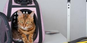 Vacaciones con gatos: ideas, destinos y consejos