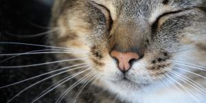 Qué pasa si le cortas los bigotes a un gato