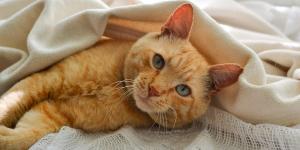 ¿Hay que tapar a los gatos para dormir?