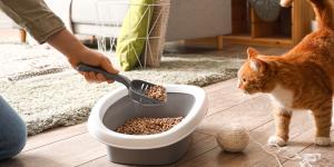 Cómo limpiar el arenero del gato