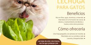 ¿Los gatos pueden comer lechuga?