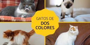 Razas de gatos de dos colores