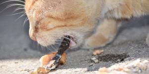 Mi gato vomita la comida entera: causas y qué hacer
