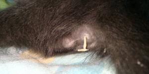 Mi gato tiene gusanos en el ano: causas y tratamientos