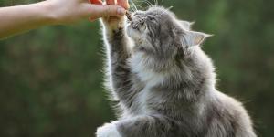 Cómo hacer galletas para gatos