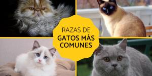 Razas de gatos más comunes