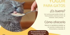¿Pueden comer yogur los gatos?