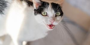 Cuánto dura una gata en celo