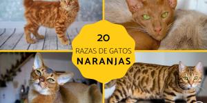 Razas de gatos naranjas