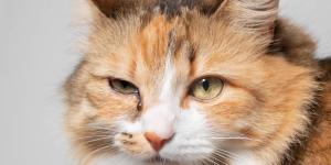 Mi gato tiene un ojo medio cerrado y lloroso: causas y qué hacer