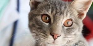 Seguro veterinario para gatos: coberturas y precios