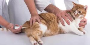 Cómo tomar la temperatura a un gato