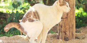 Cómo ahuyentar gatos para que no hagan pis