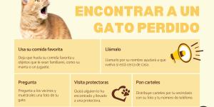 Cómo encontrar un gato perdido