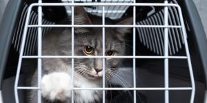 Cuáles son los mejores transportines para gatos