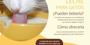 ¿La leche es buena para los gatos?