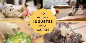 Los mejores juguetes para gatos