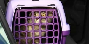 Cómo viajar con gatos en coche