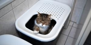 Los mejores areneros para gatos autolimpiables