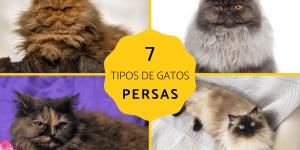 Tipos de gatos persa