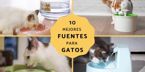 Las mejores fuentes para gatos