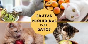 Frutas tóxicas para los gatos