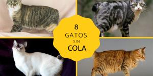 Razas de gatos sin cola